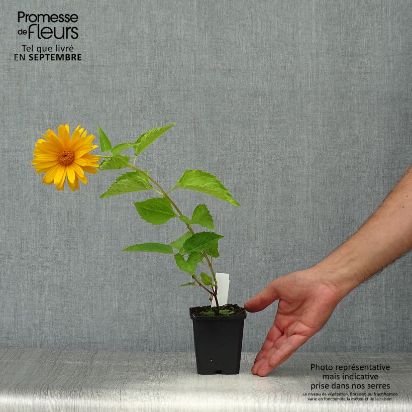 Esemplare di Heliopsis helianthoides Mars Vasetto da 8/9 cm come consegnato in autunno