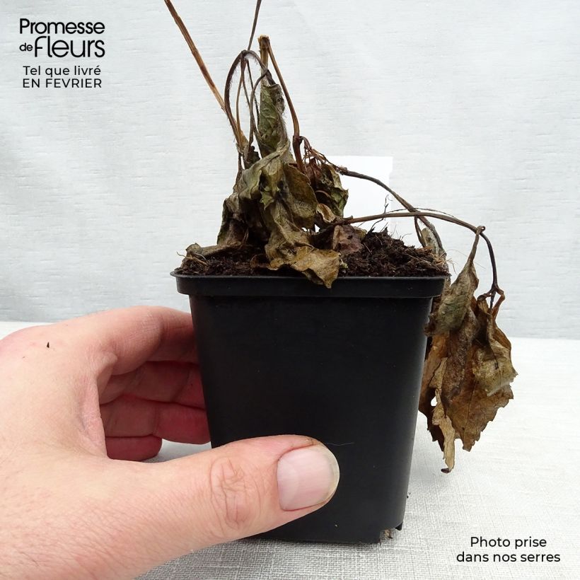 Heliopsis helianthoides var. scabra Summer Sun Vasetto da 7/8 cm esemplare consegnato in inverno