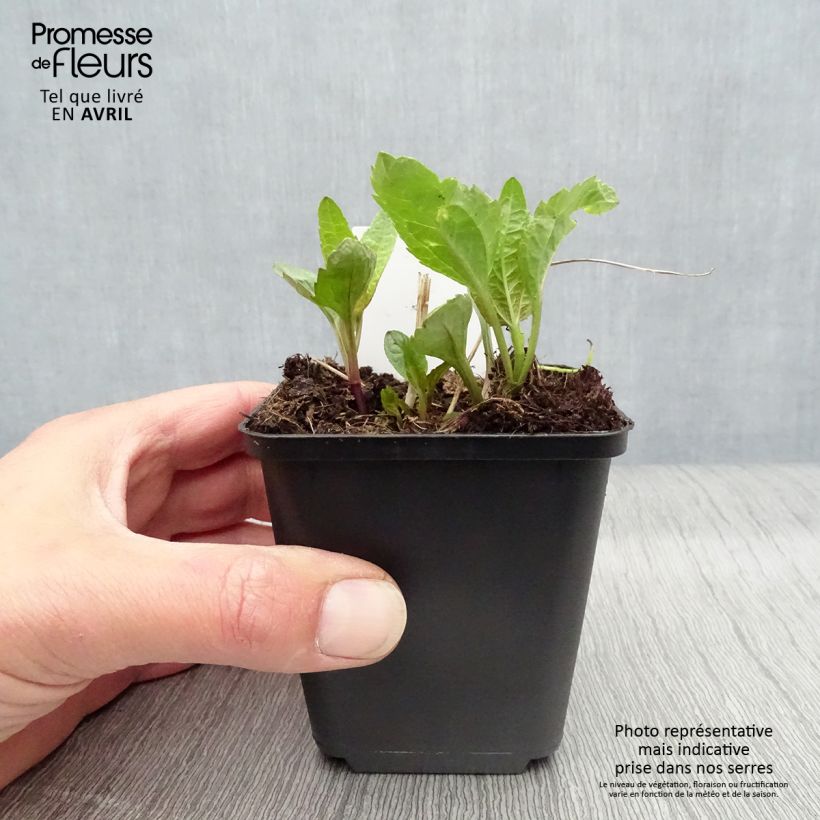 Heliopsis helianthoides var. scabra Summer Sun Vasetto da 7/8 cm esemplare consegnato in primavera