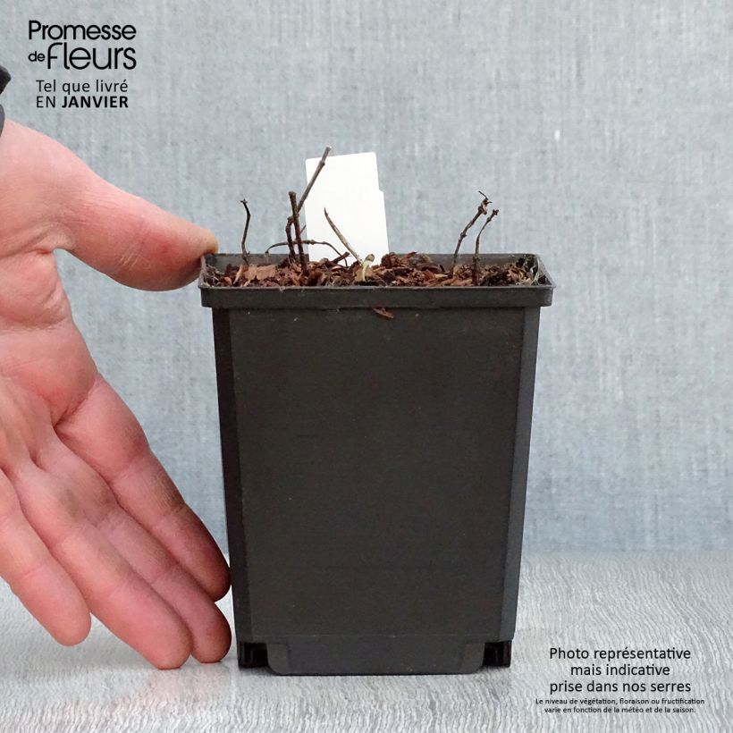 Heliopsis helianthoides Tuscan Sun Vaso da Ø 10 cm/11 cm esemplare consegnato in inverno