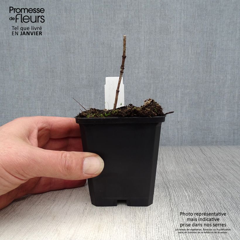Heliopsis helianthoides var. scabra Venus Vasetto da 8/9 cm esemplare consegnato in inverno