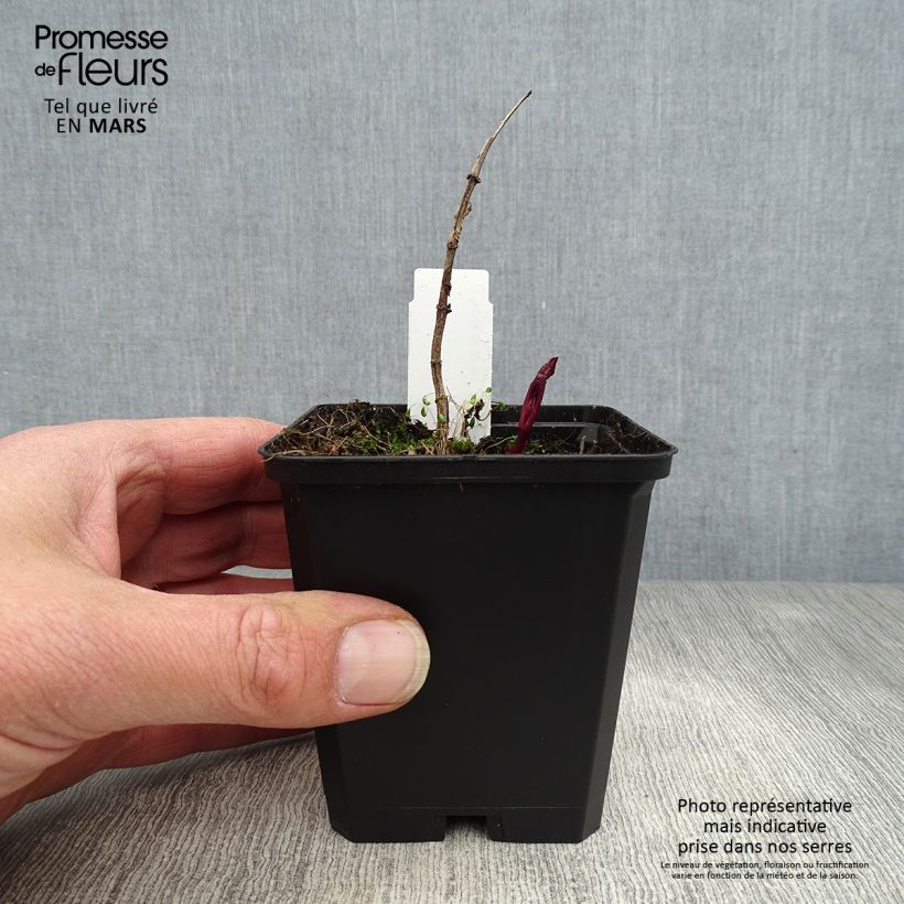 Heliopsis helianthoides var. scabra Venus Vasetto da 8/9 cm esemplare consegnato in primavera