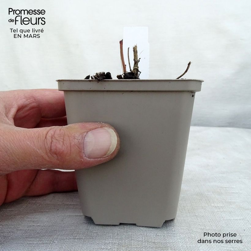 Heliopsis helianthoides var. scabra Vasetto da 8/9 cm esemplare consegnato in primavera