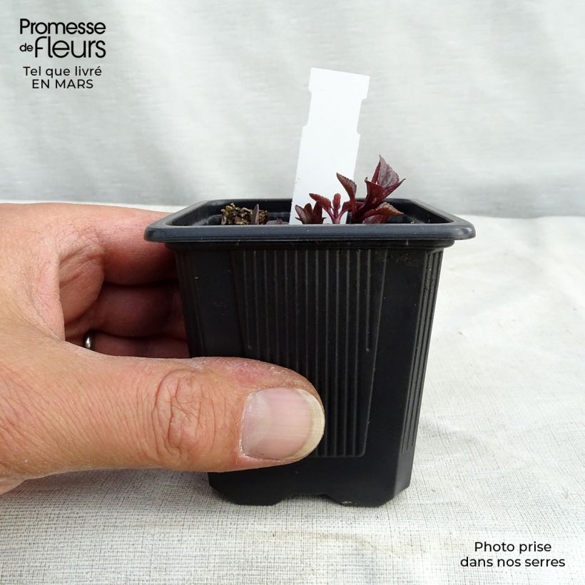 Heliopsis helianthoides var. scabra Summer Nights Vasetto da 8/9 cm esemplare consegnato in inverno