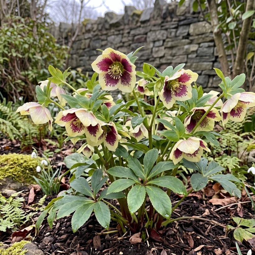 Helleborus ViV Serafina - Elleboro (Porto)