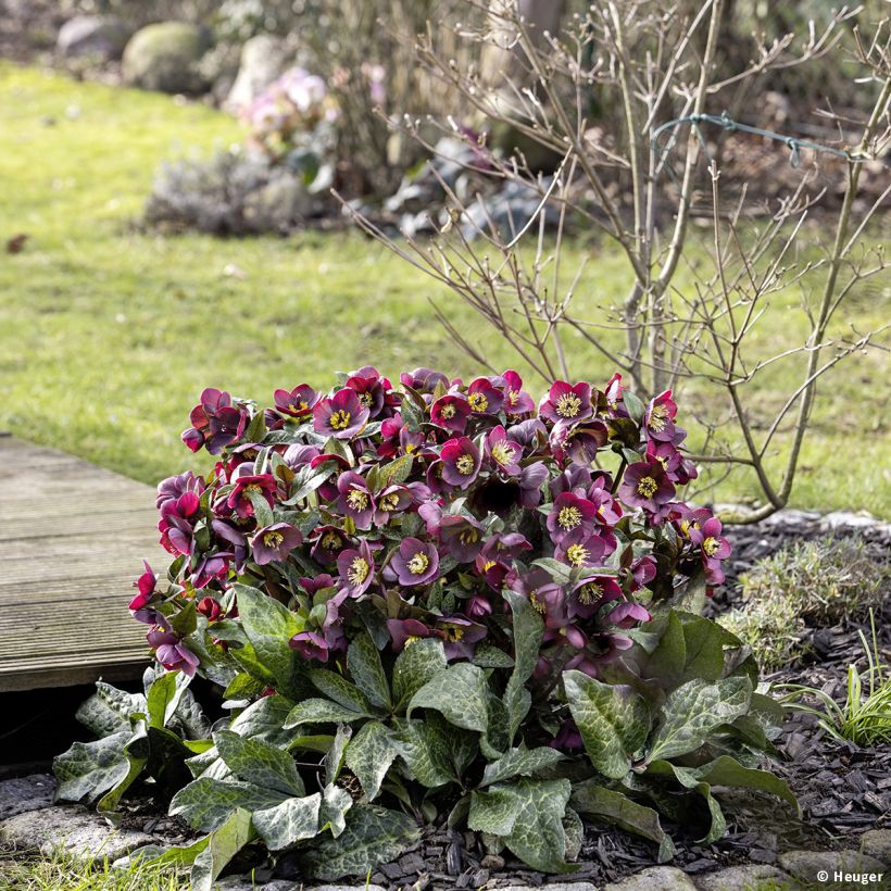 Helleborus HGC Ice N' Roses Marbled Mona Marble - Elleboro (Porto)