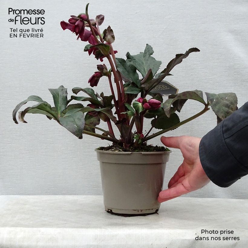 Helleborus HGC Ice N' Roses Red - Elleboro Vaso da 2L/3L esemplare consegnato in inverno