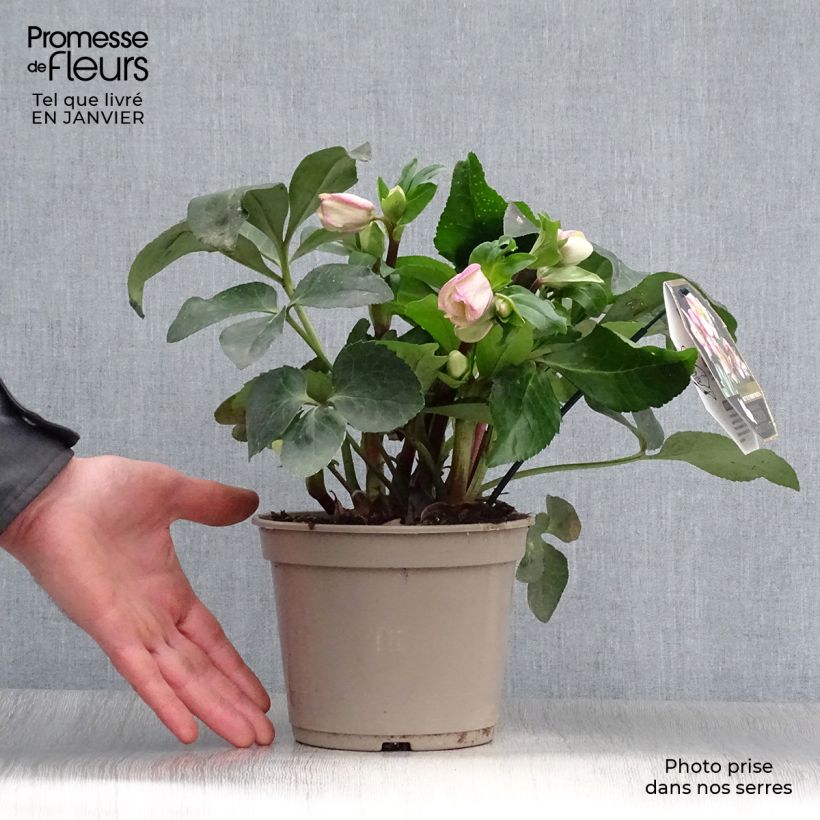 Helleborus HGC Ice N' Roses Pink - Elleboro Vaso da 2L/3L esemplare consegnato in inverno