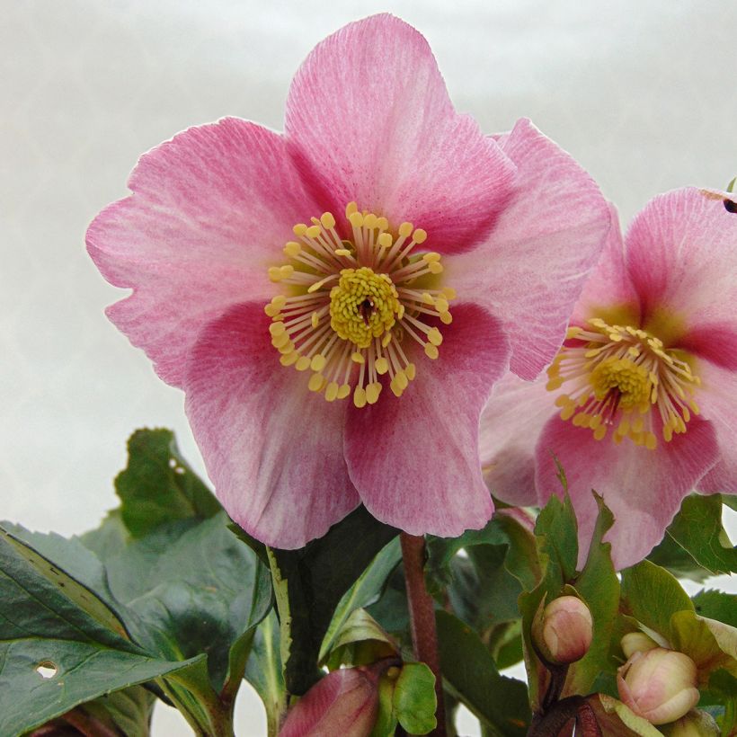 Helleborus Madame Lemonnier - Elleboro (Fioritura)
