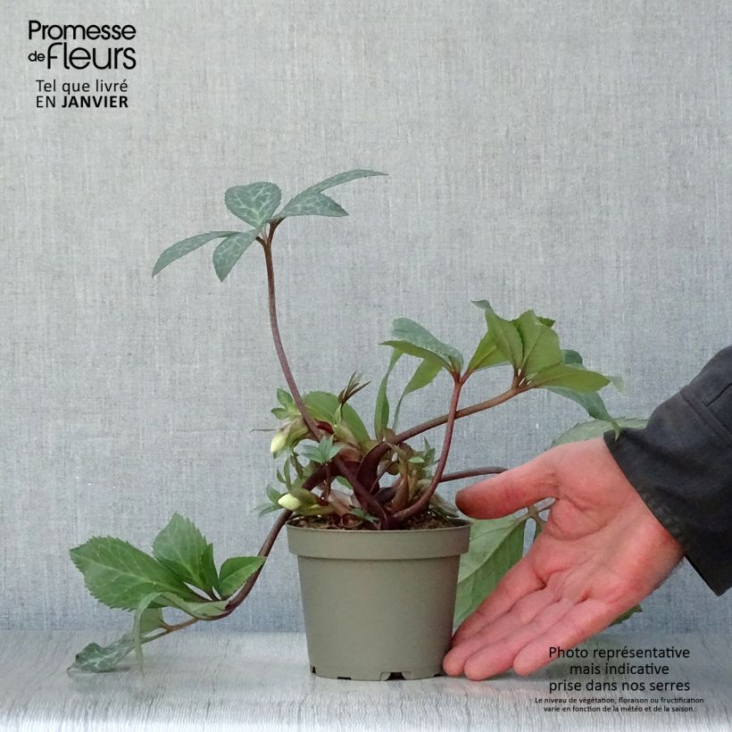 Helleborus Magic Leaves - Elleboro Vaso da Ø 10 cm/11 cm esemplare consegnato in inverno