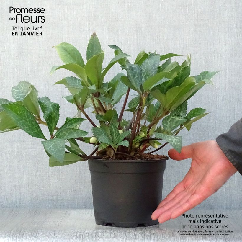 Helleborus Magic Leaves - Elleboro Vaso da 2L/3L esemplare consegnato in inverno