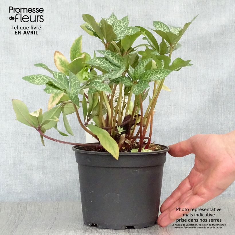 Helleborus Magic Leaves - Elleboro Vaso da 2L/3L esemplare consegnato in primavera