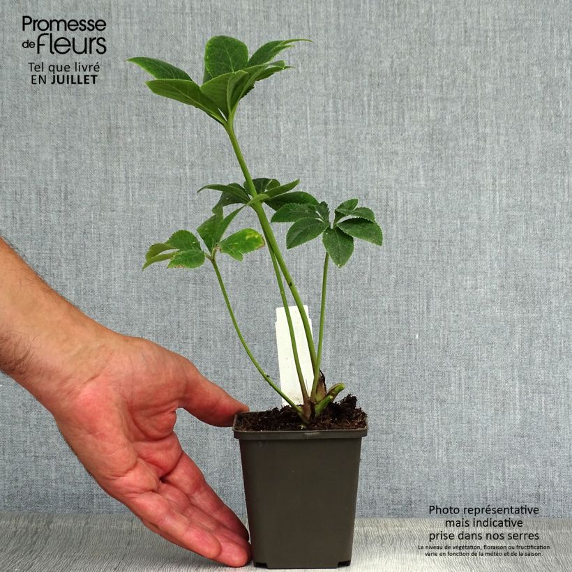 Esemplare di Helleborus Mix - Elleboro Vasetto da 8/9 cm consegnato in estate