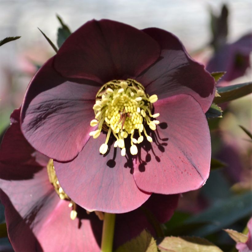 Helleborus ViV Carlotta - Elleboro (Fioritura)