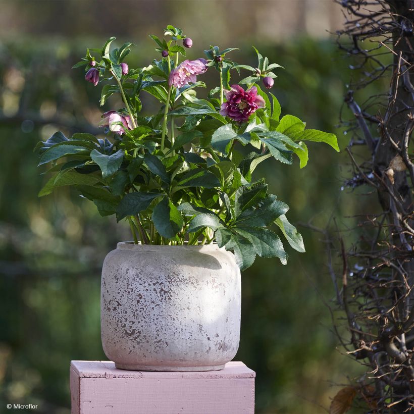 Helleborus ViV Catharina - Elleboro (Porto)