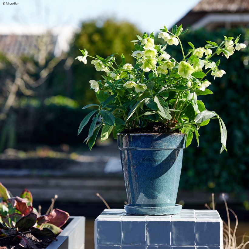 Helleborus ViV Clarissa - Elleboro (Porto)