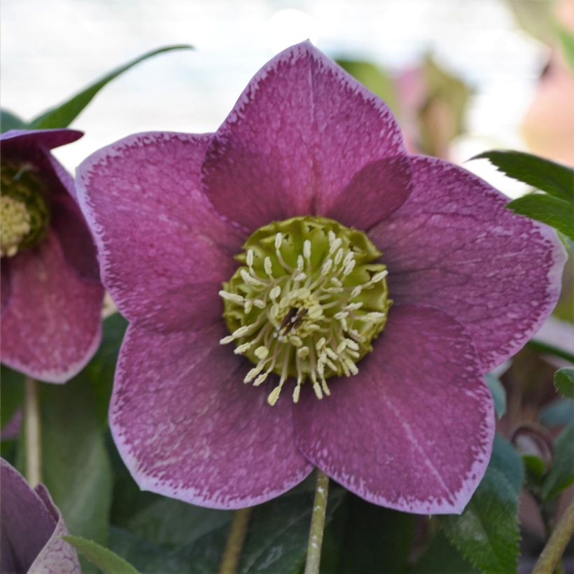 Helleborus ViV Elsa - Elleboro (Fioritura)