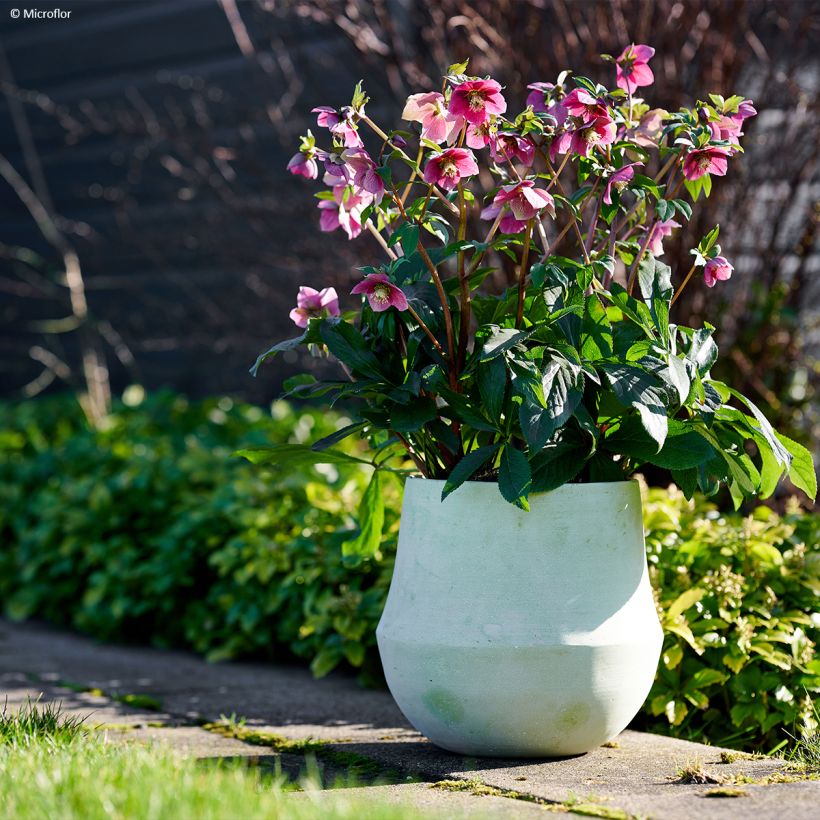 Helleborus ViV Fiorentina - Elleboro (Porto)