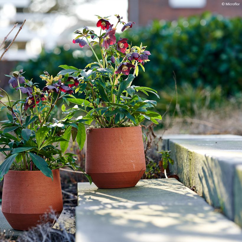 Helleborus ViV Halina - Elleboro (Porto)
