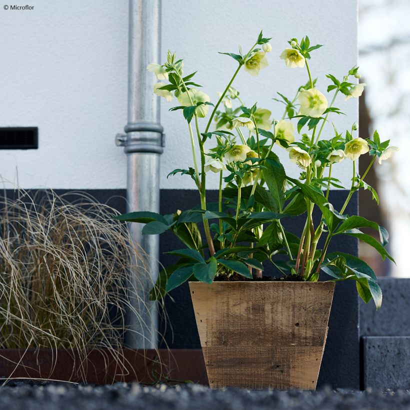 Helleborus ViV Lucrezia - Elleboro (Porto)