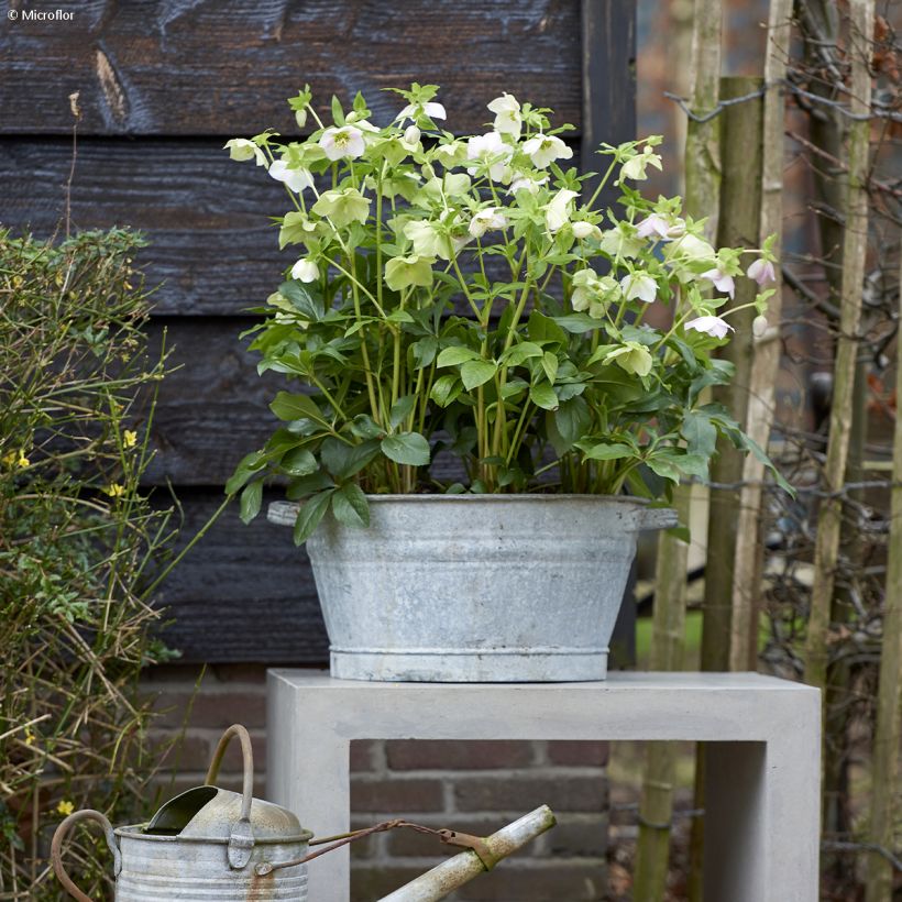 Helleborus ViV Rosa - Elleboro (Porto)