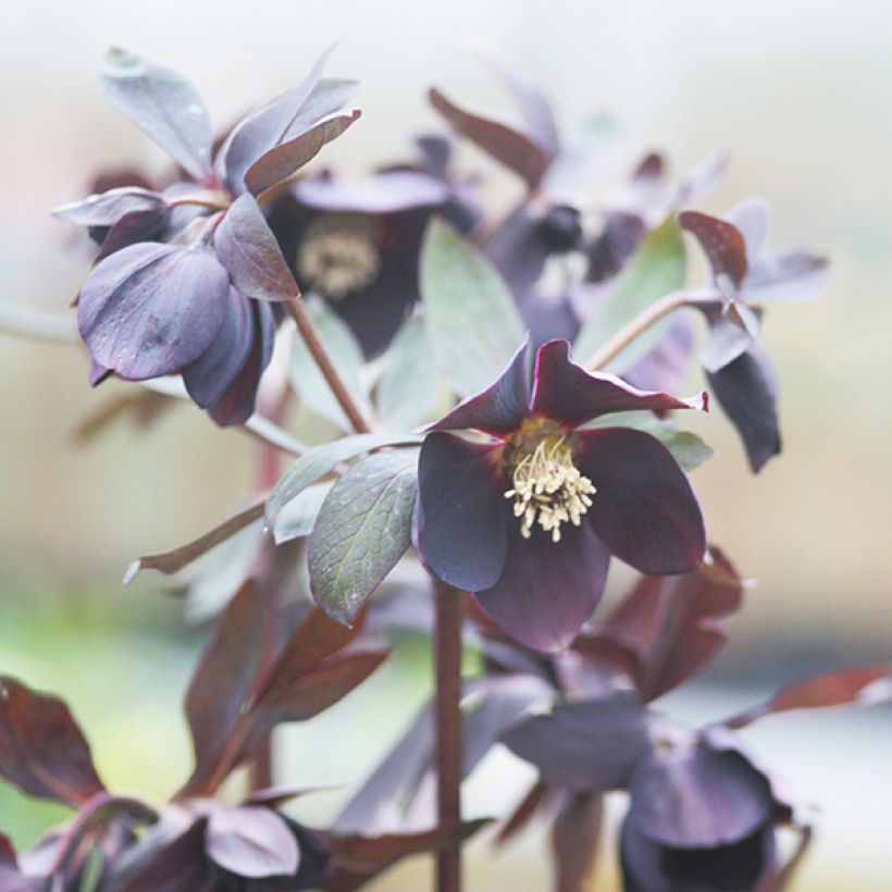 Helleborus Black Chocolate - Elleboro (Fioritura)