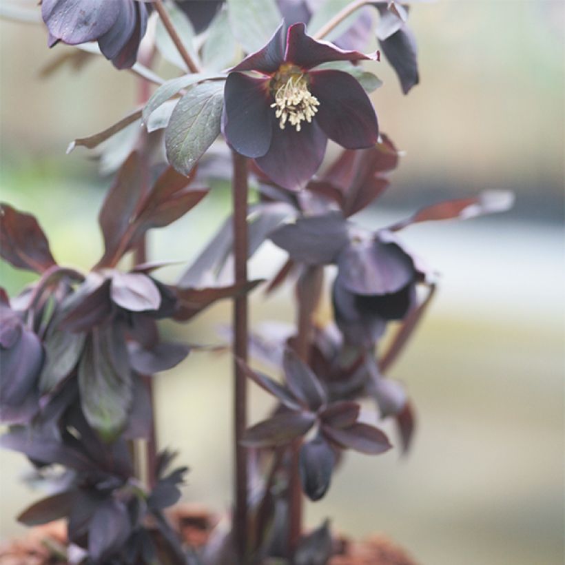 Helleborus Black Chocolate - Elleboro (Porto)