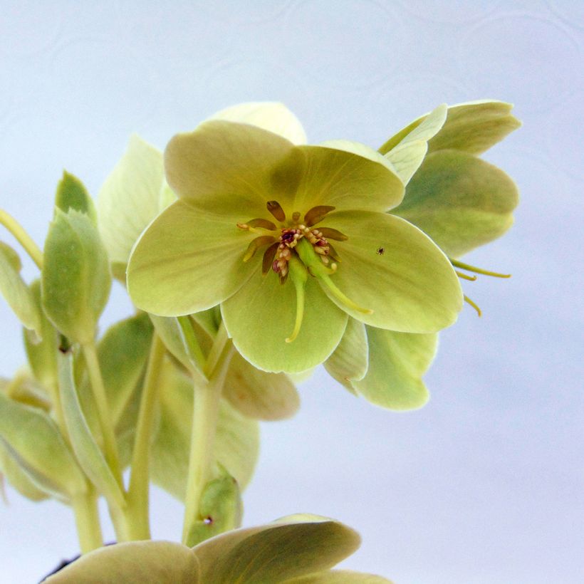 Helleborus argutifolius - Elleboro di Corsica (Fioritura)