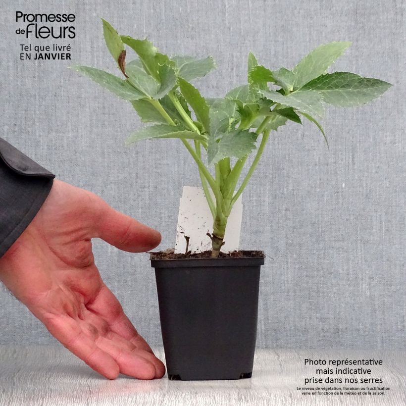Helleborus argutifolius - Elleboro di Corsica Vasetto da 8/9 cm esemplare consegnato in inverno