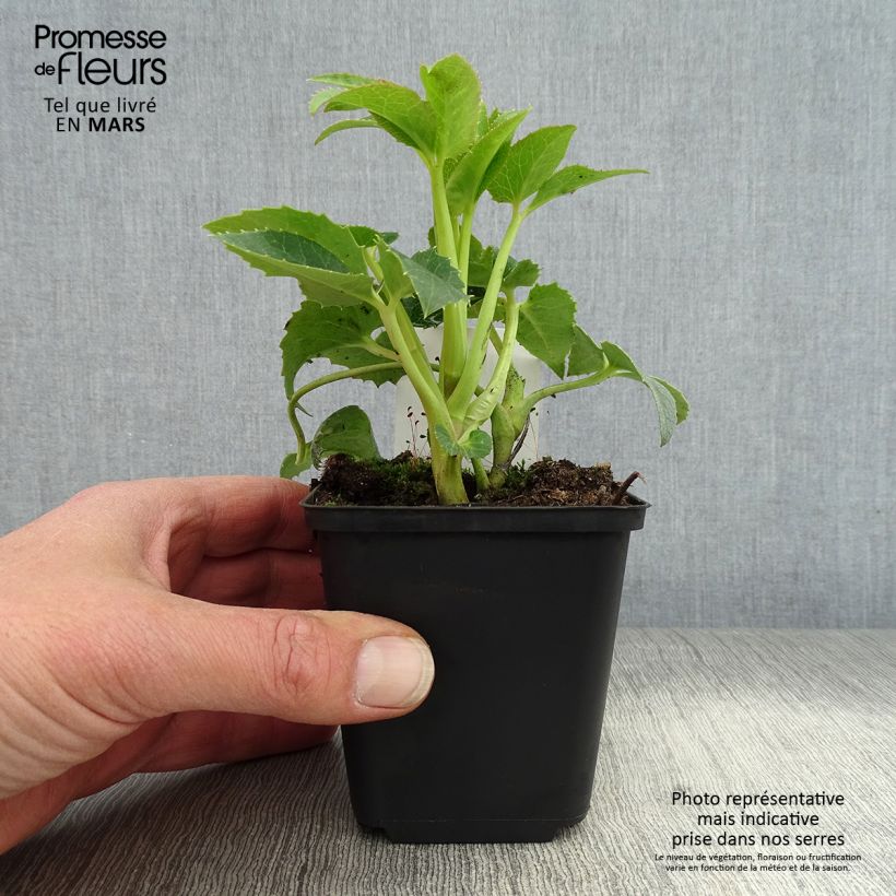 Helleborus argutifolius - Elleboro di Corsica Vasetto da 8/9 cm esemplare consegnato in primavera