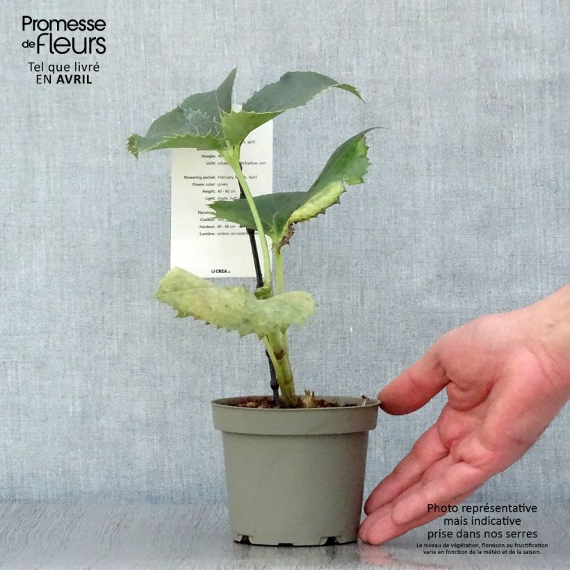 Helleborus argutifolius - Elleboro di Corsica Vaso da Ø 12 cm / 13 cm esemplare consegnato in primavera
