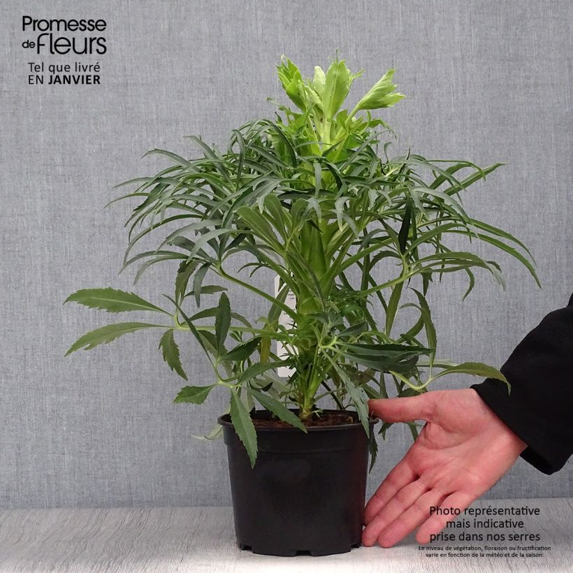 Helleborus foetidus Bowles Form - Elleboro puzzolente Vaso da 1L/1,5L esemplare consegnato in inverno