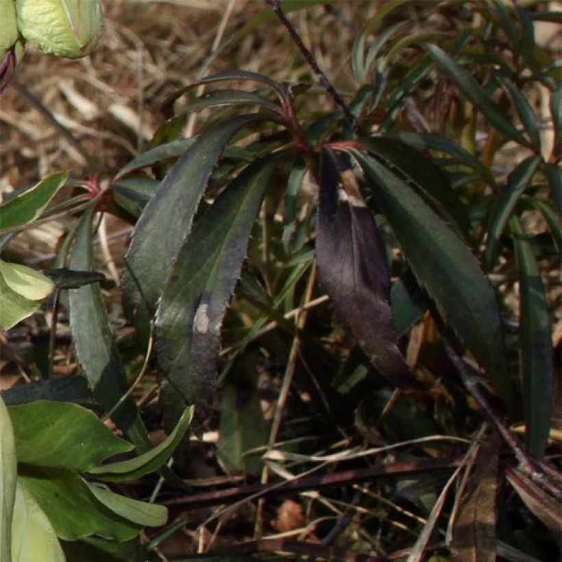 Helleborus foetidus Wester Flisk Group - Elleboro puzzolente (Fogliame)