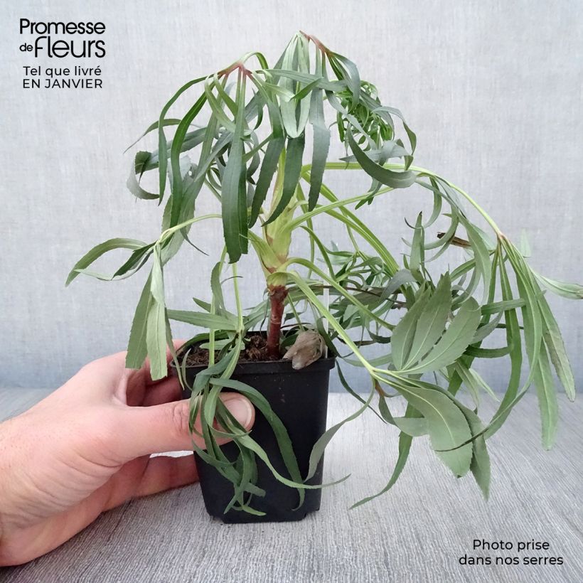 Helleborus foetidus Wester Flisk Group - Elleboro puzzolente Vasetto da 8/9 cm esemplare consegnato in inverno