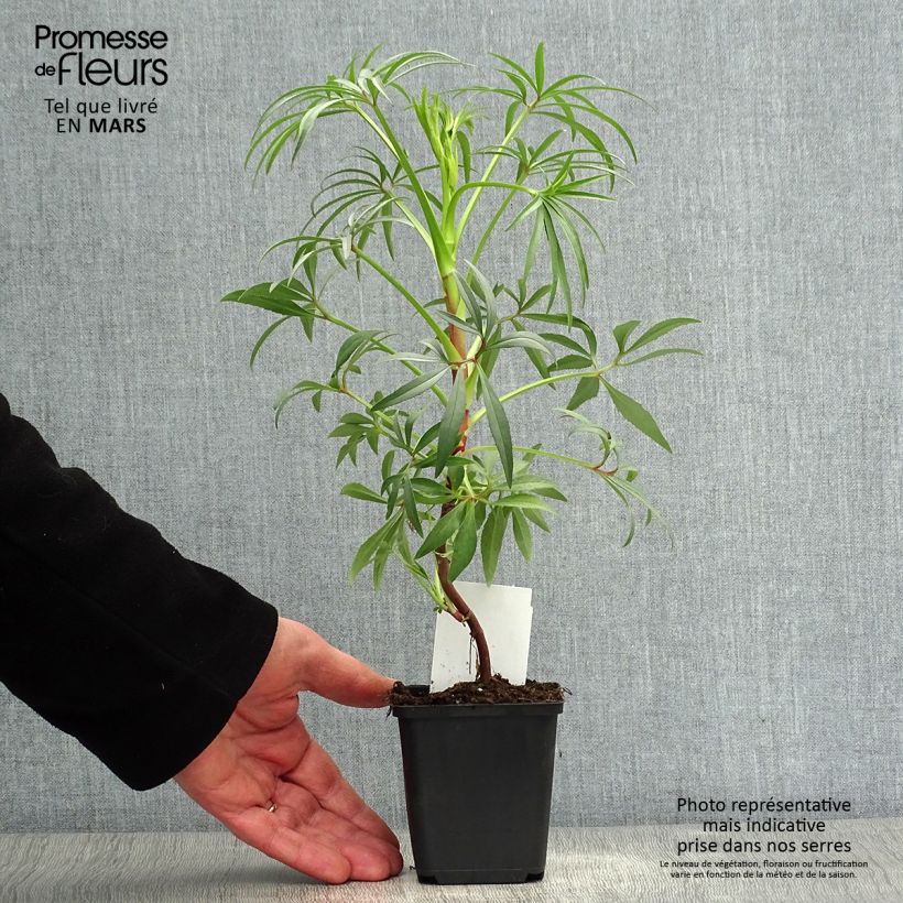 Helleborus foetidus Wester Flisk Group - Elleboro puzzolente Vasetto da 8/9 cm esemplare consegnato in primavera