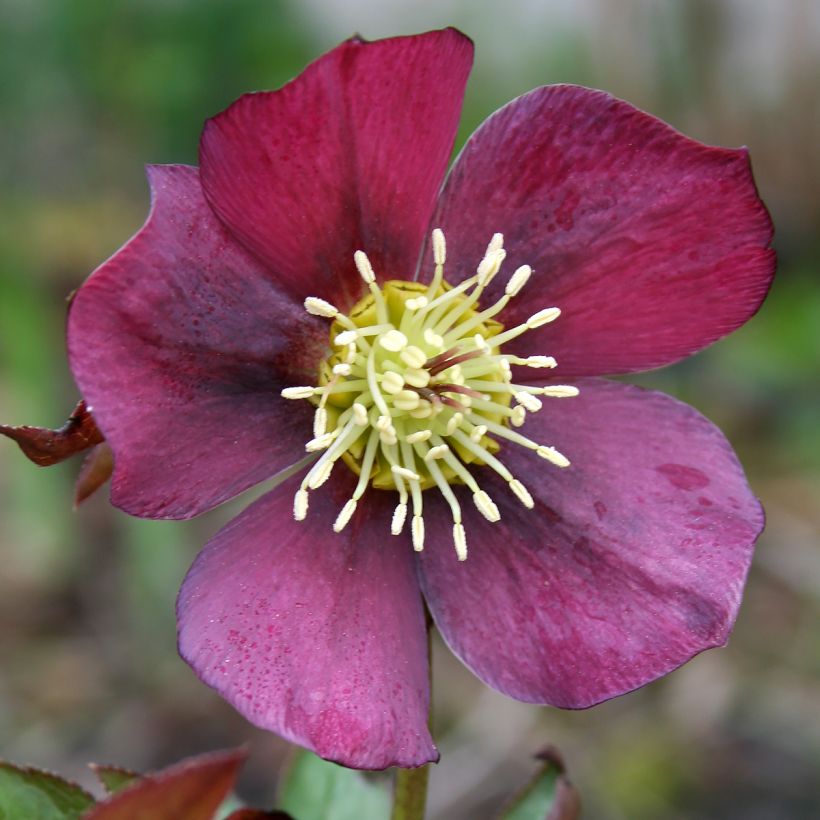 Helleborus Metallic Blue - Elleboro (Fioritura)