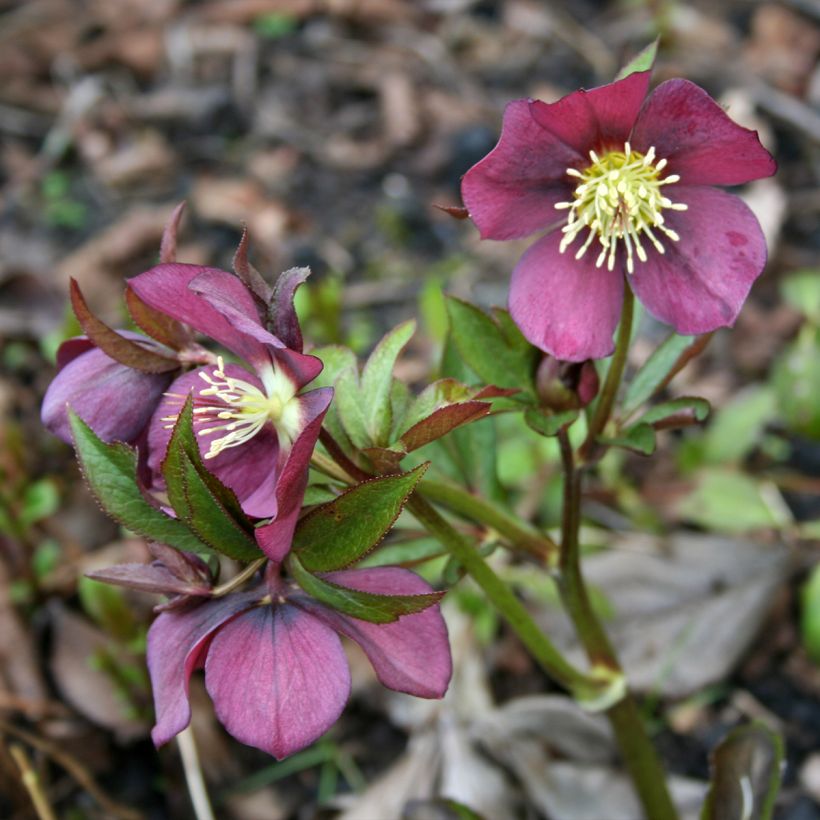 Helleborus Metallic Blue - Elleboro (Porto)