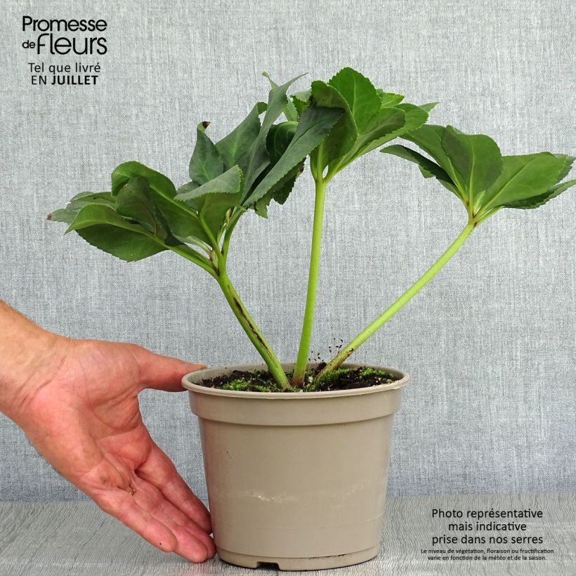 Esemplare di Helleborus lemperii HGC Leila - Elleboro Vaso da 2L/3L consegnato in estate