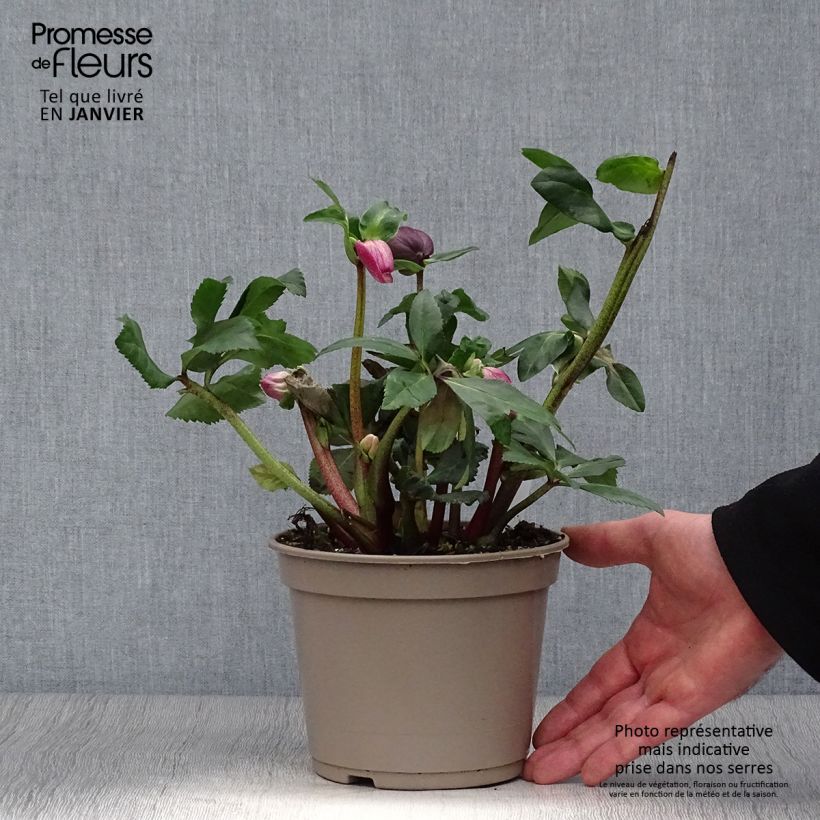 Helleborus lemperii HGC Lenia - Elleboro Vaso da 2L/3L esemplare consegnato in inverno