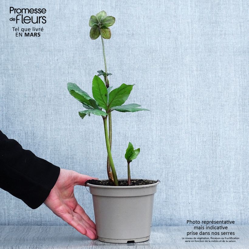 Helleborus lemperii HGC Lenia - Elleboro Vaso da 2L/3L esemplare consegnato in primavera