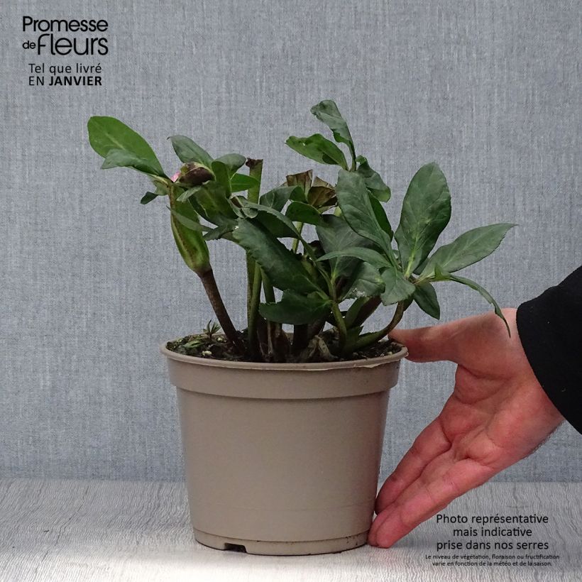 Helleborus lemperii HGC Leona - Elleboro Vaso da 2L/3L esemplare consegnato in inverno