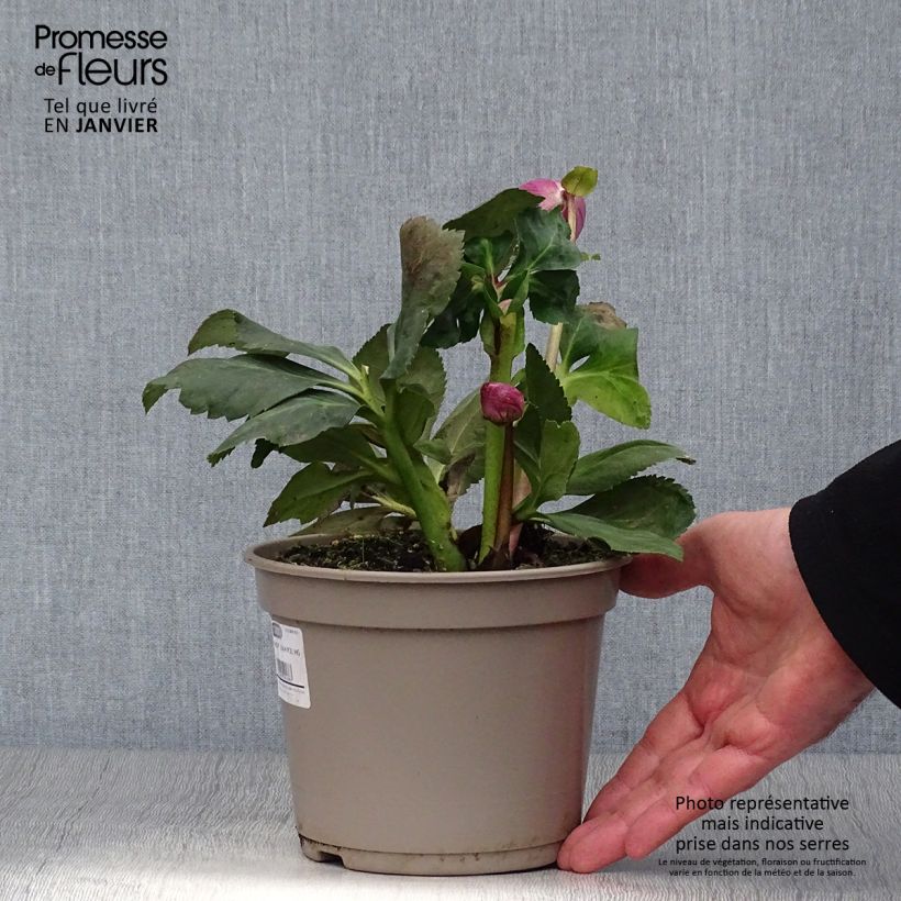 Helleborus lemperii HGC Liah - Elleboro Vaso da 2L/3L esemplare consegnato in inverno