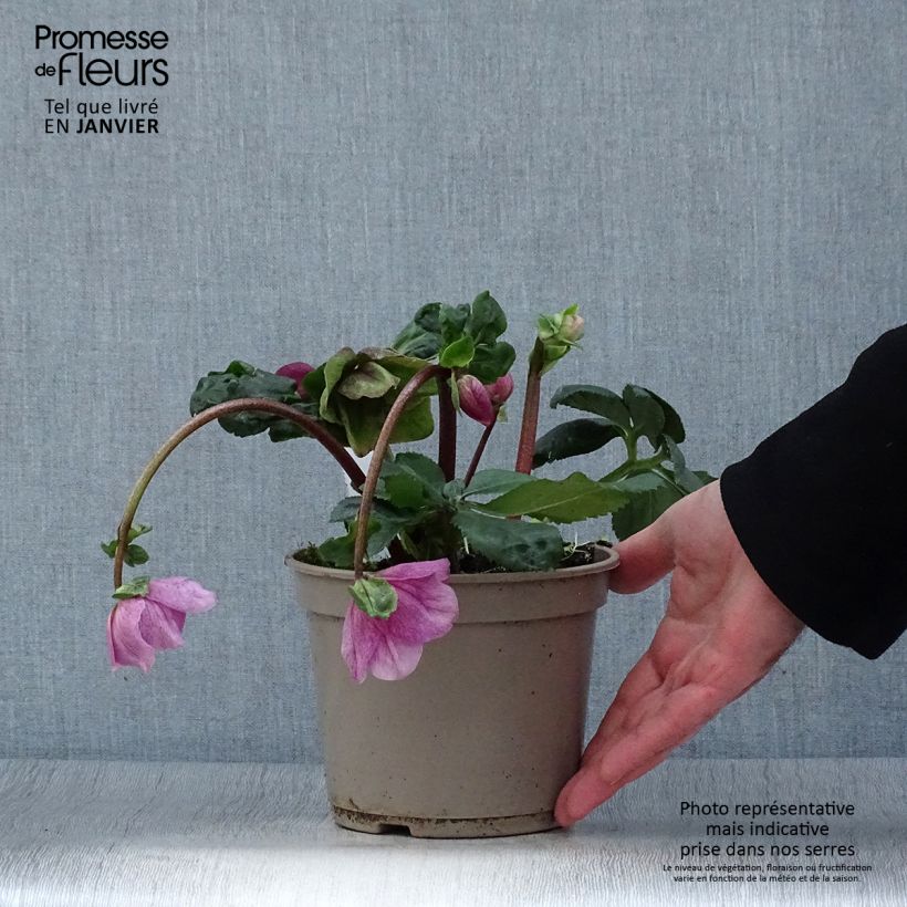 Helleborus lemperii HGC Lola - Elleboro Vaso da 2L/3L esemplare consegnato in inverno