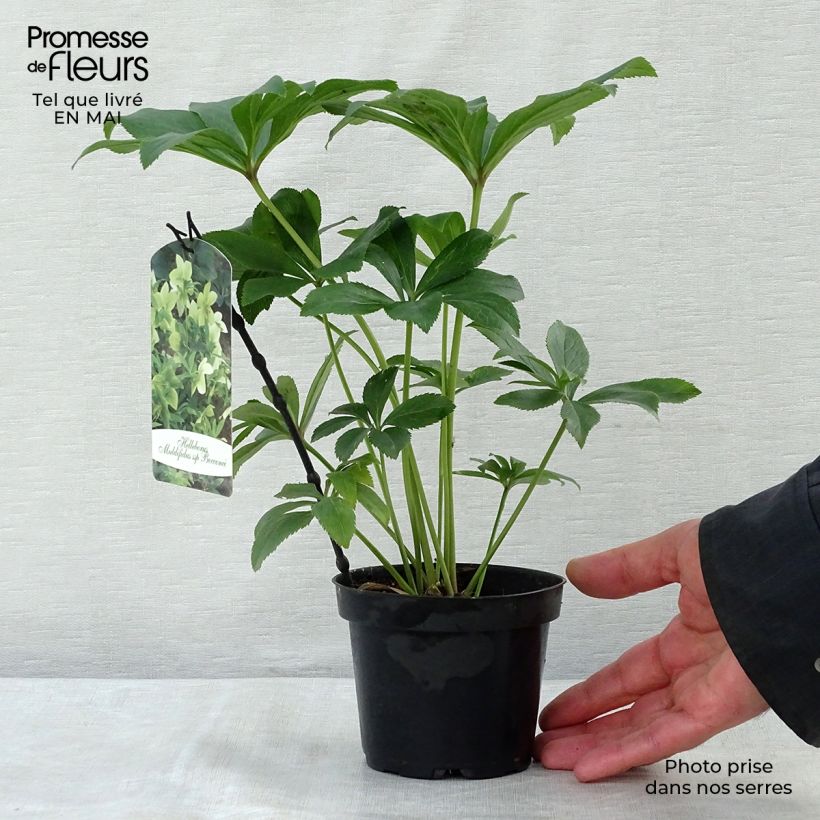 Helleborus multifidus ssp. bocconei - Elleboro Vaso da 1L/1,5L esemplare consegnato in primavera
