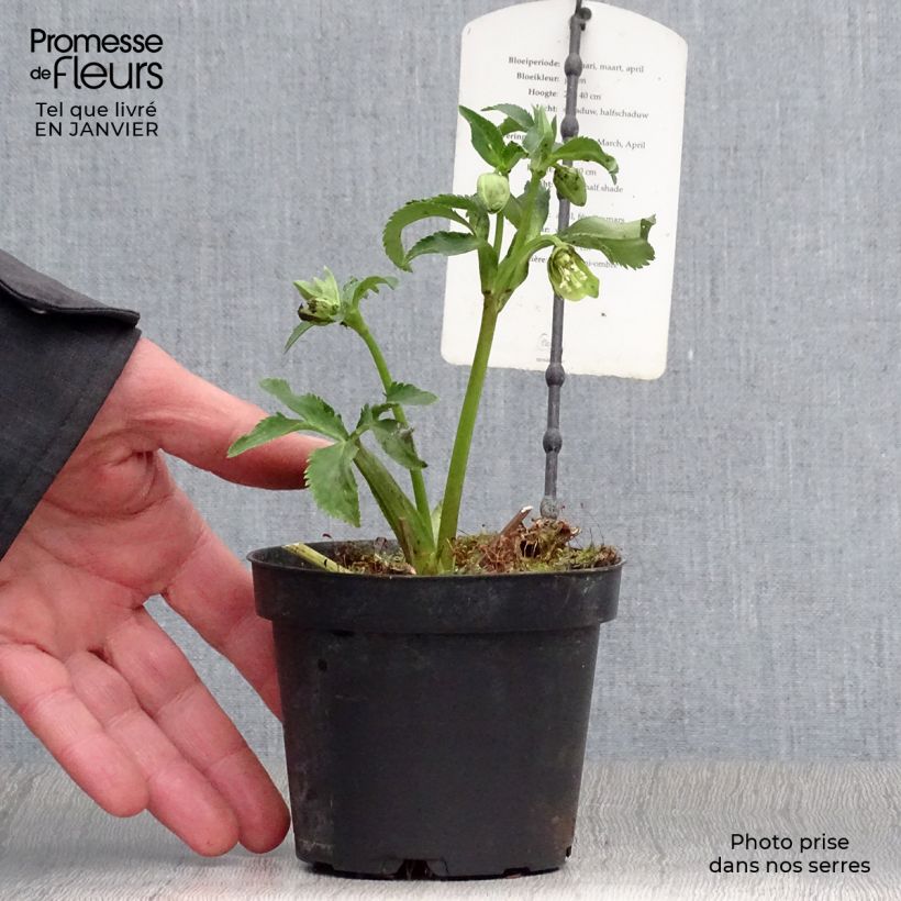 Helleborus multifidus ssp. bocconei - Elleboro Vaso da 1L/1,5L esemplare consegnato in inverno