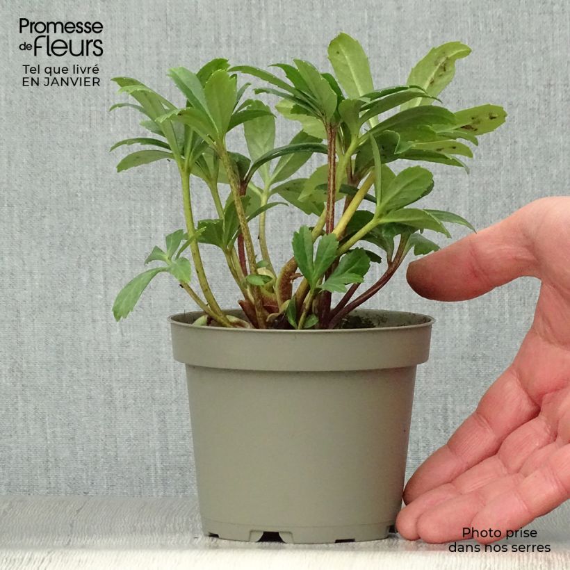 Helleborus niger Double Fashion - Rosa di natale Vaso da 1L/1,5L esemplare consegnato in inverno