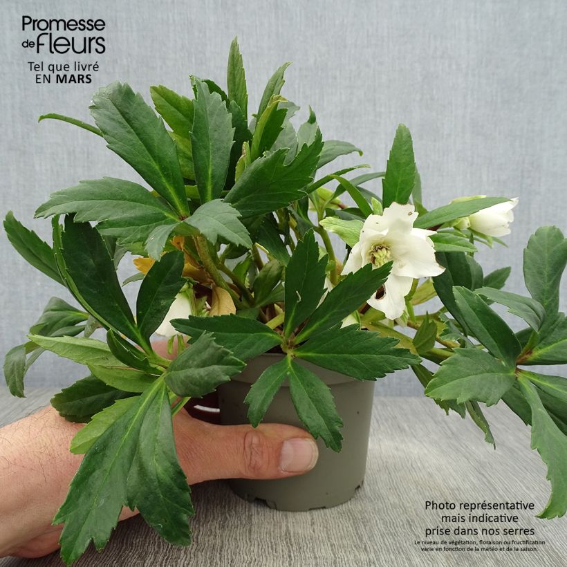 Helleborus niger Double Fashion - Rosa di natale Vaso da 1L/1,5L esemplare consegnato in primavera