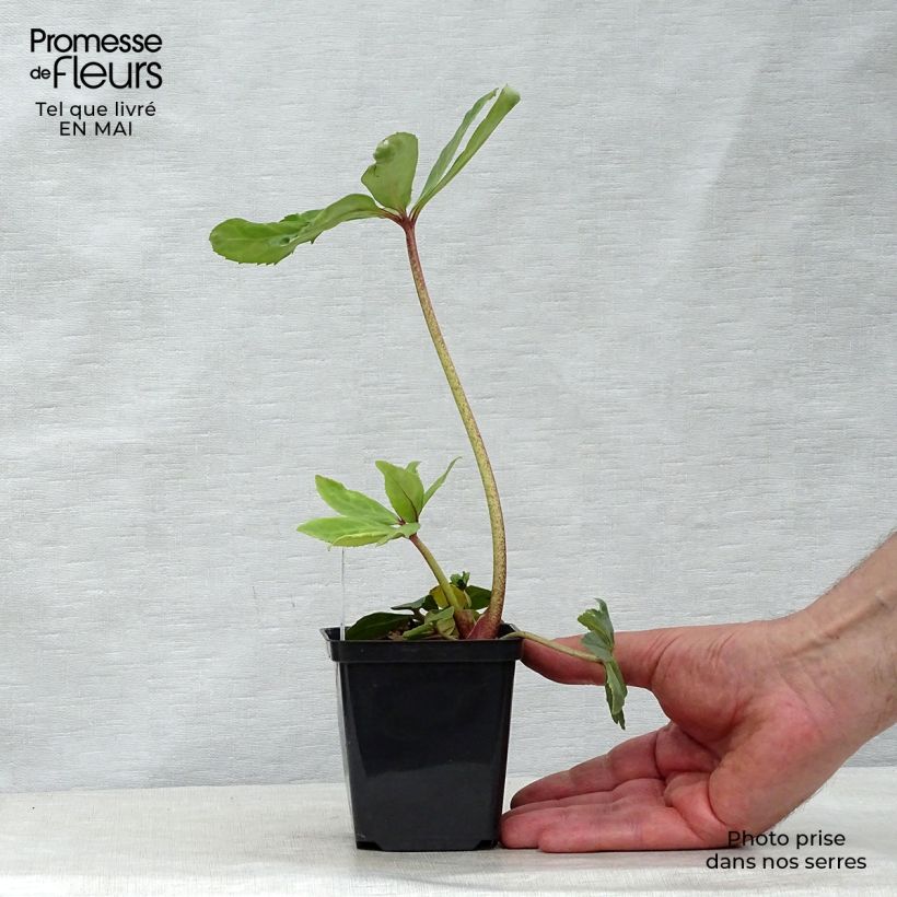 Helleborus niger Vasetto da 8/9 cm esemplare consegnato in primavera