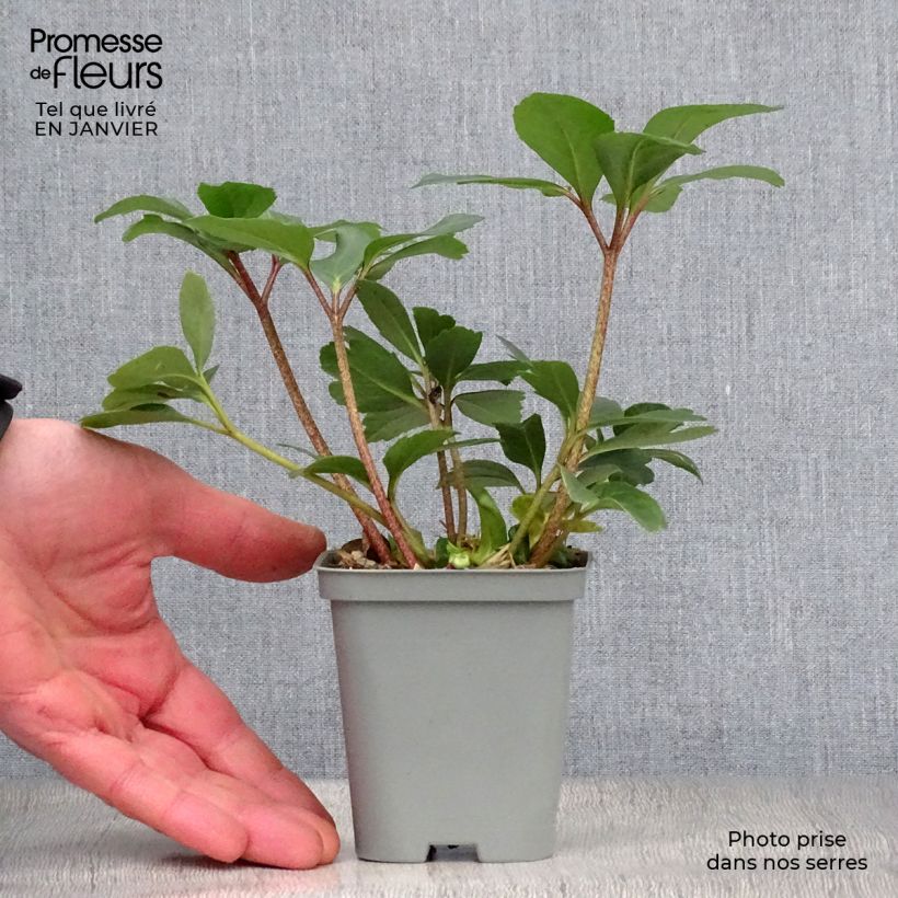 Helleborus niger Vasetto da 8/9 cm esemplare consegnato in inverno