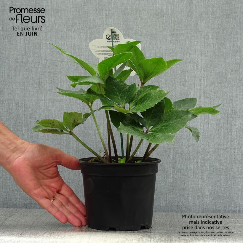 Esemplare di Helleborus ViV Bianca - Elleboro Vaso da 2L/3L consegnato in estate